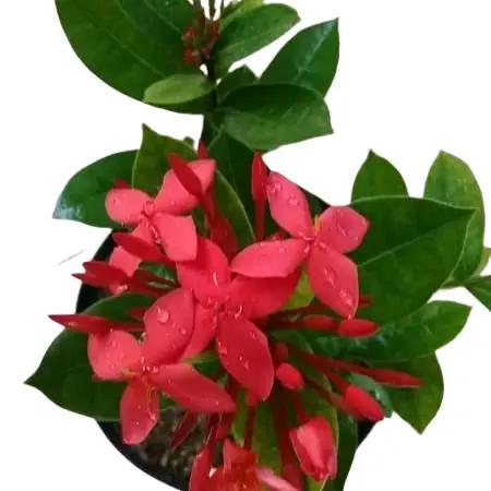 Pohon Asoka Hawai Bunga Merah - tanaman soka Merah daun besar