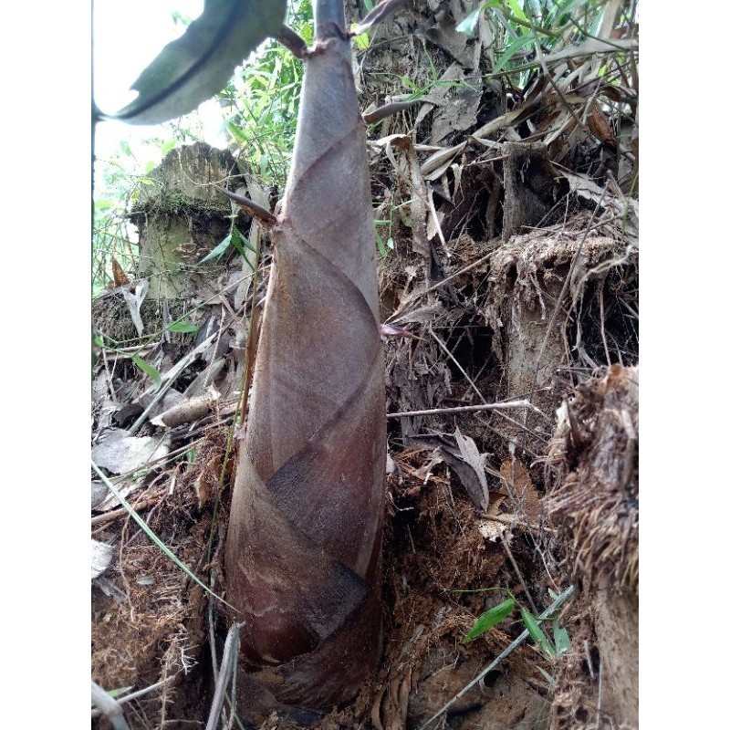 Rebung Bambu Betung segar siap konsumsi Rebung Iwung Bambu 1kg
