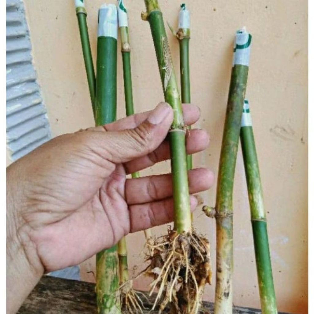 Bambu Hias Mini Jepang Untuk Pagar Dan Hiasan