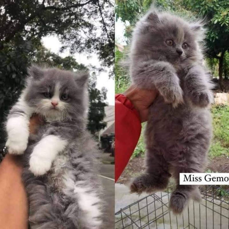 Kucing persia Anggora murah KHUSUS WARNA ABU