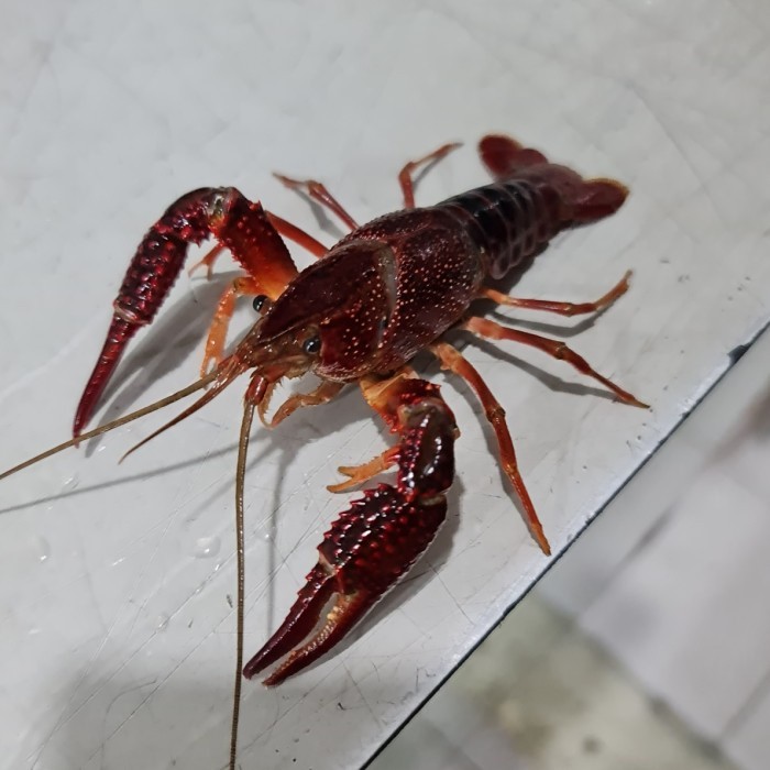 pakan hiasan LOBSTER MERAH AIR TAWAR HIASAN AQUARIUM