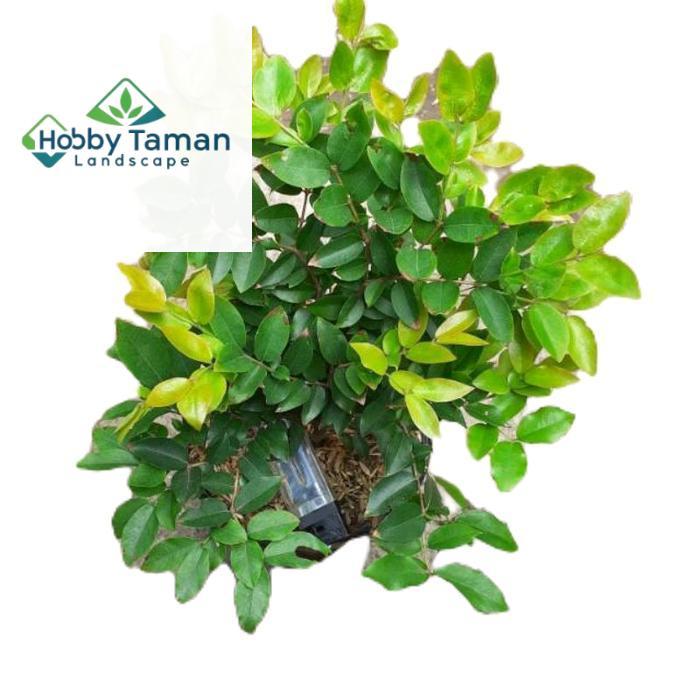 tanamanhias anggur brazil - tanaman anggur brazil - anggur brazil