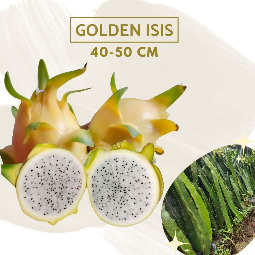 Bibit Buah Naga Kuning Golden Berakar Segar