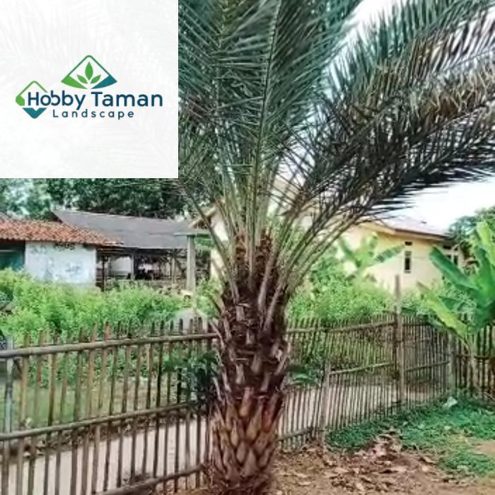 pohon kurma tinggi 3 meter