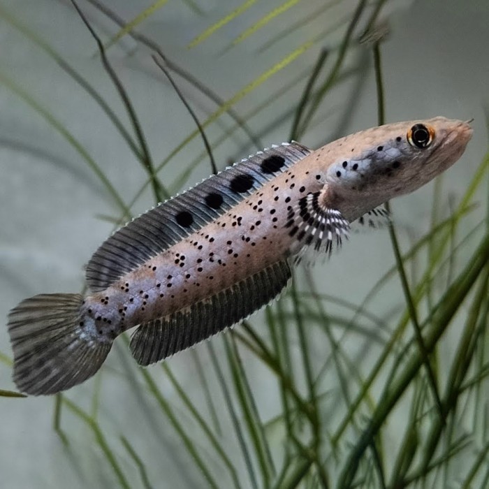 Baby Channa Ornatipinnis