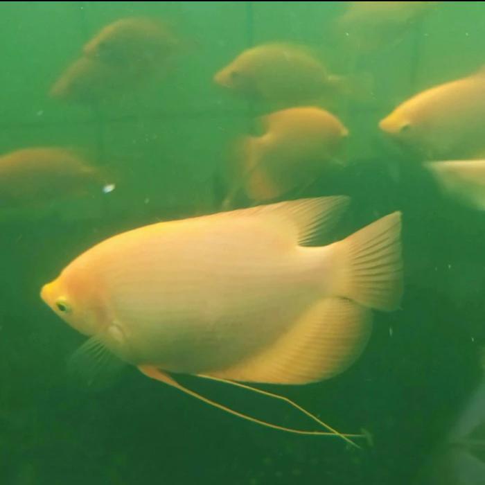 Ikan gurame padang albino ( ISI 3 ) GEN jumbo size 6-7 cm