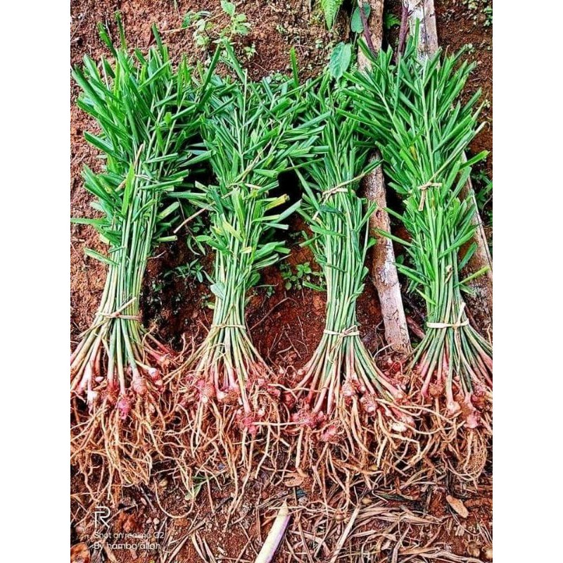 Bibit Jahe Merah Segar Per Batang