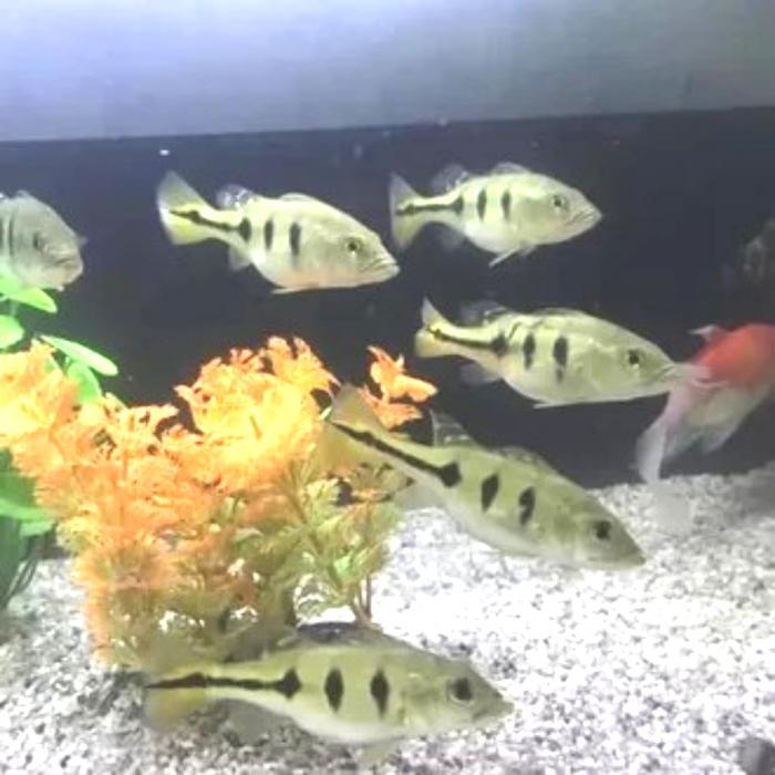 pbass mono aquascape 6-7 cm pibas