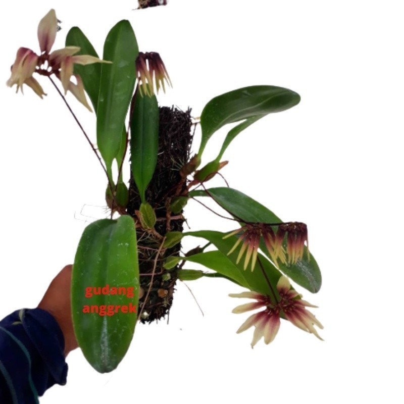 anggrek dewasa bulbophyllum berbunga wangi
