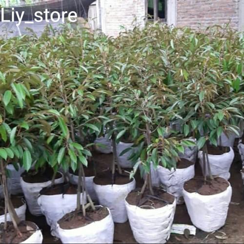 Bibit Durian Duri Hitam kaki 3 tinggi 1 meter - Durian Oche premium