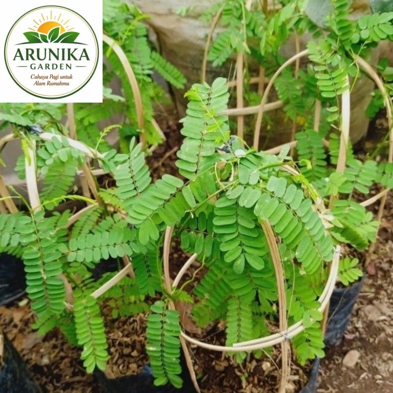 ~ ( BISA COD ) Pohon Daun Saga Tanaman Obat Daun Saga Pohon Saga / Tanaman Herbal Daun Saga / Pohon 