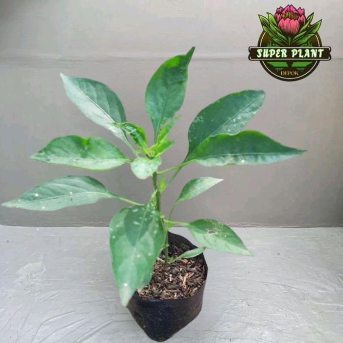 Bibit Pohon cabe merah keriting atau pohon cabe merah panjang