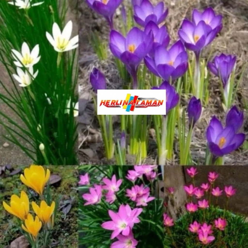 Tanaman Hias Paket 5 Lily Hujan/ Rain Lily Jenis Bunga