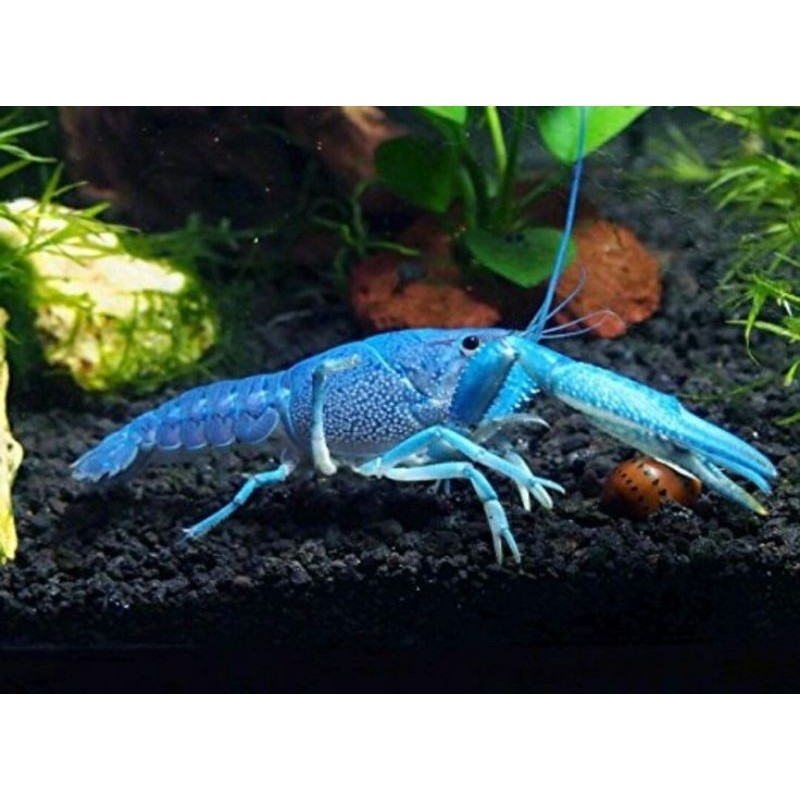 pakan hiasan Blue Lobster Crayfish - Lobster Hias Air Tawar