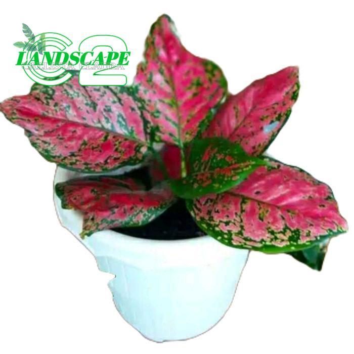 aglonema dud anjamani dewasa - tanamanhias aglonema dud red anjamani Daun