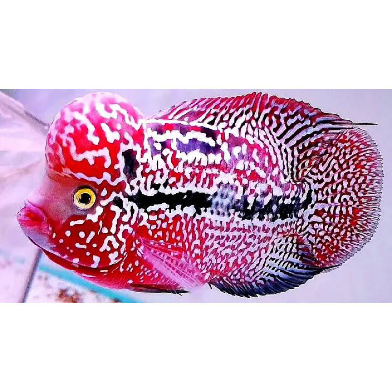 Burayak Louhan Kamfa Redking Indukan Prestasi 2-4cm berkualitas bisa cod