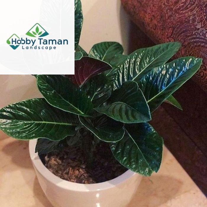 Tanaman Hias Sirih Papua - sirih papua Hitam