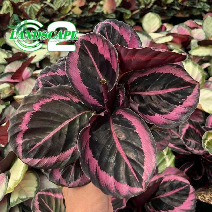 Tanaman Hias Calathea Pink Jessy - Calathea Pink