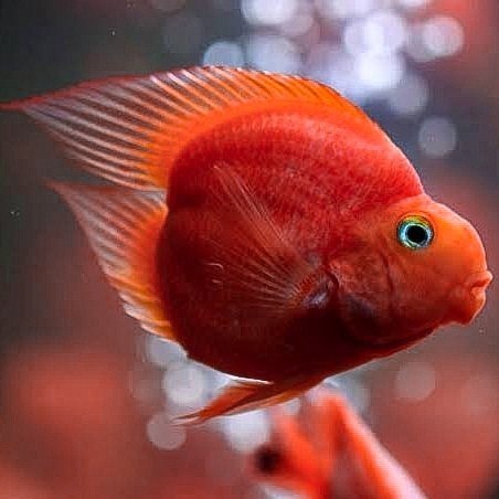 Red Parrot Fish No Tail / Half Tail / Ikan Hias Parrot Tanpa Ekor