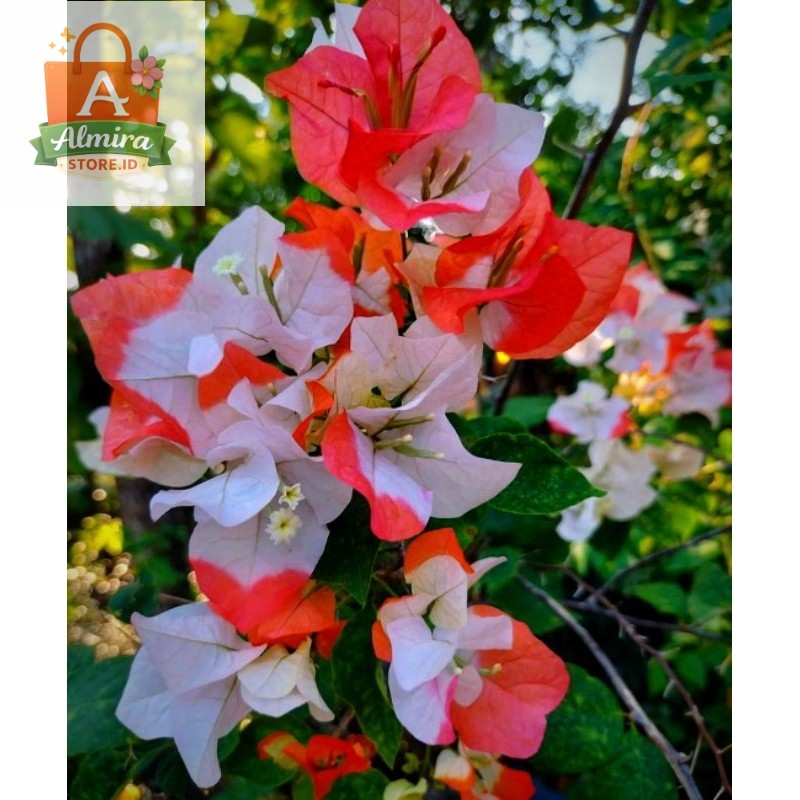 Stek Batang Bougenville Import Maharani ASLI