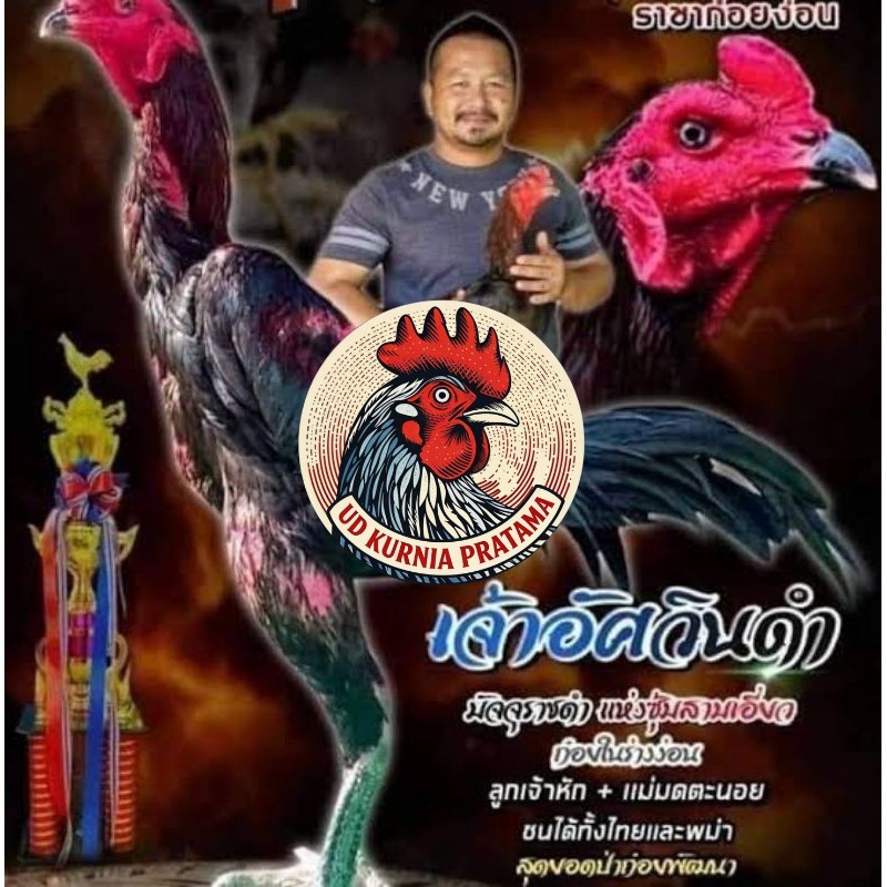 Telur fertil ayam pakhoy full brakot brutal / COD UD KURNIA PRATAMA