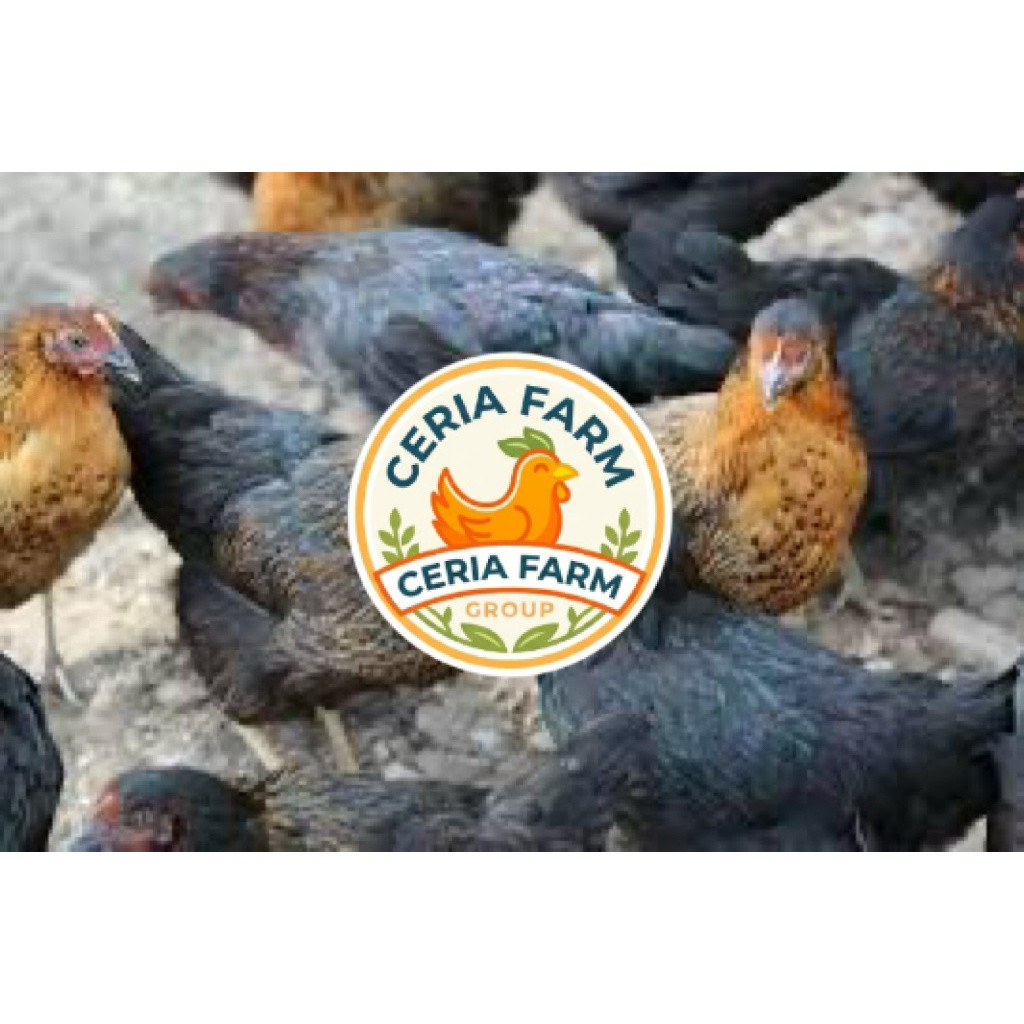TELUR FERTIL AYAM AKY UNTUK DITETASKAN CERIA FARM GROUP