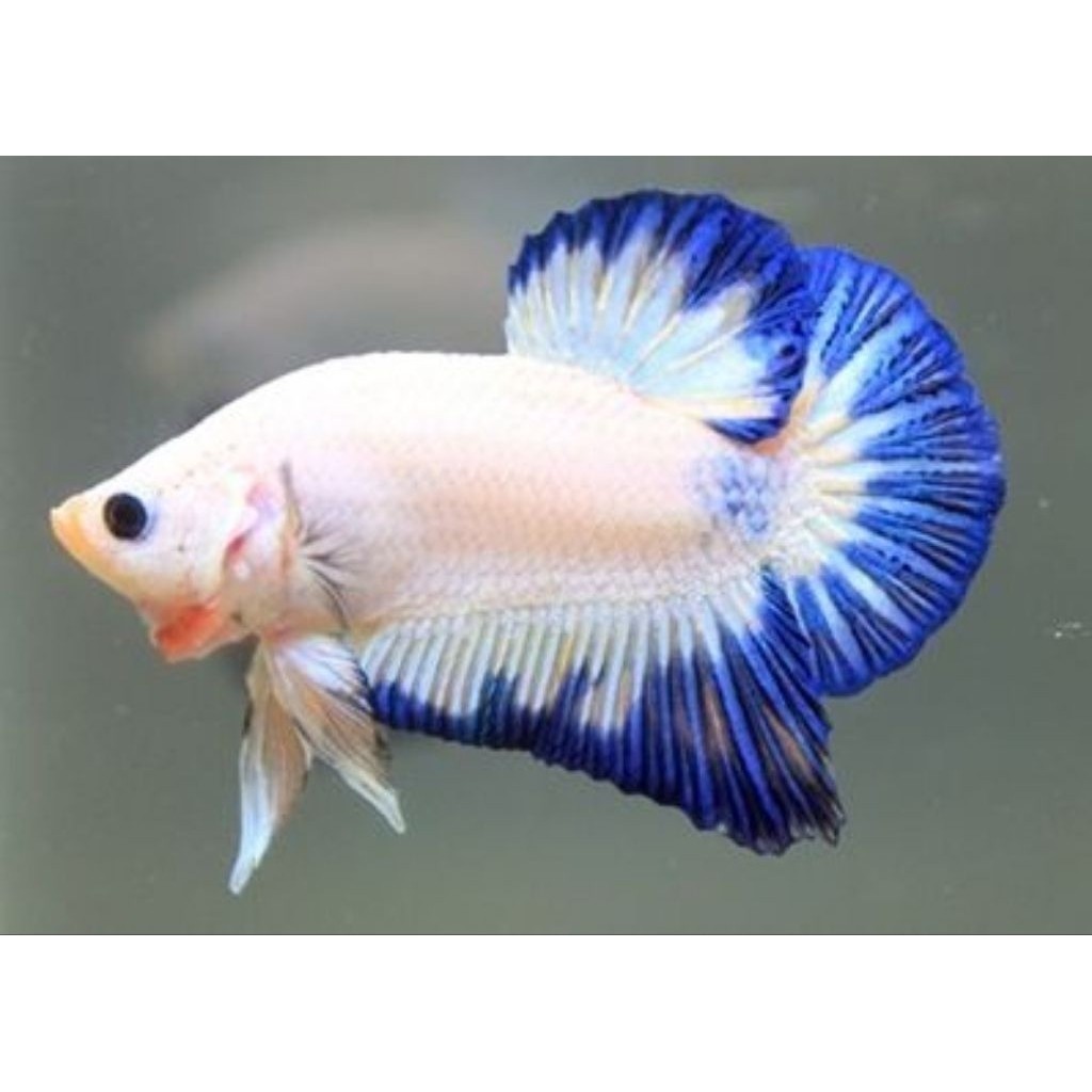 DEKORASI Cupang Plakat Male BlueRim ClienBody Rim Tebal