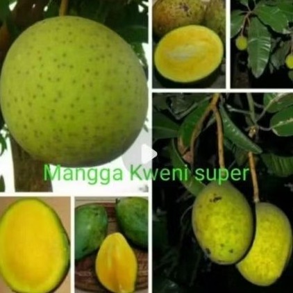 BIBIT MANGGA KWENI SUPER OKULASI ASLI
