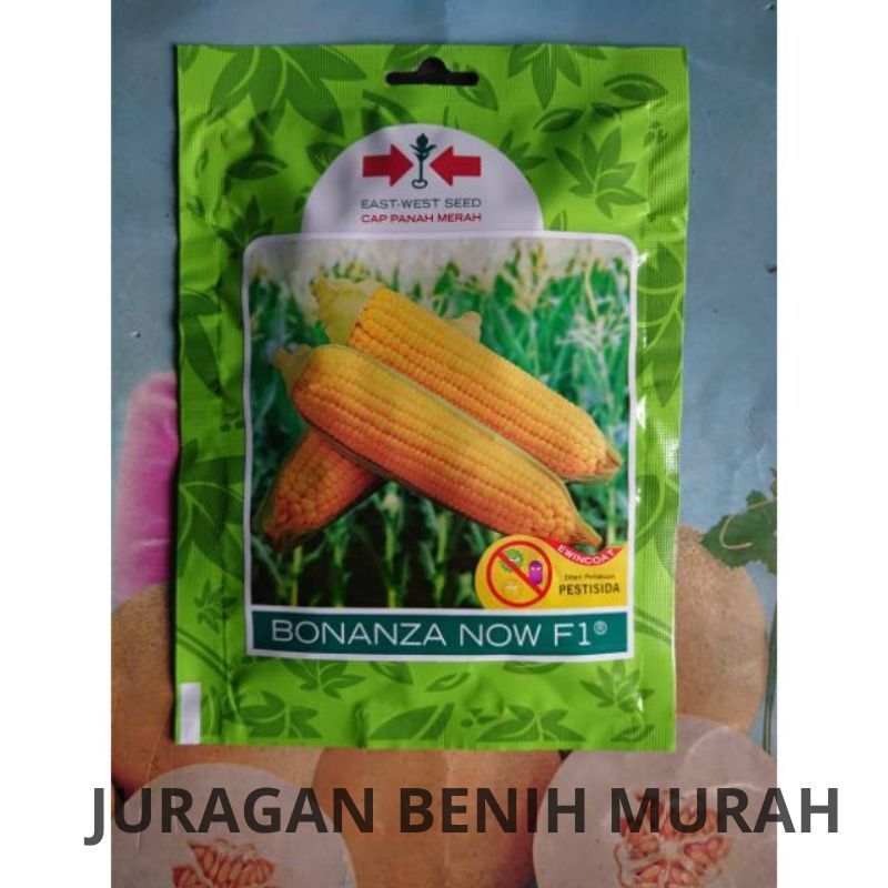 PROMO TERBAIK!!! Benih Jagung Bonanza Now f1 Manis Benih Jagung Manis Bonanza now f1