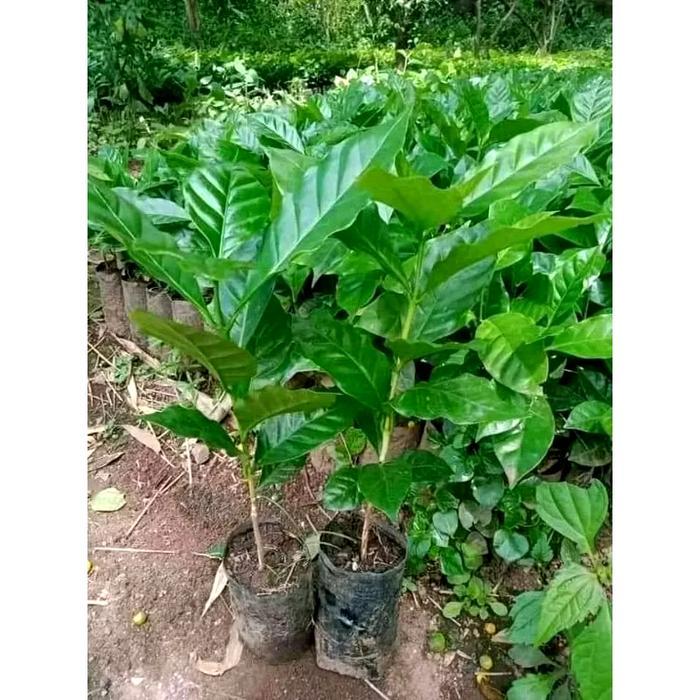 Bibit kopi Arabika Ateng super unggul siap tanam 50 bibit