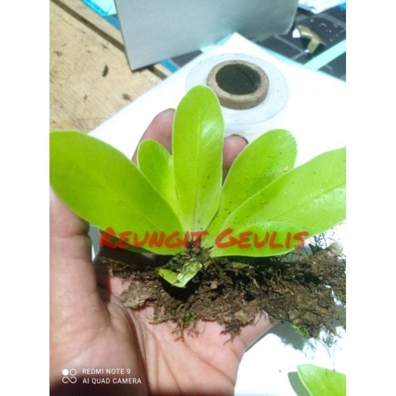 Mini kadaka - kadaka lokal ukuran kecil- kadaka hutan mini     Meliasa_Shop