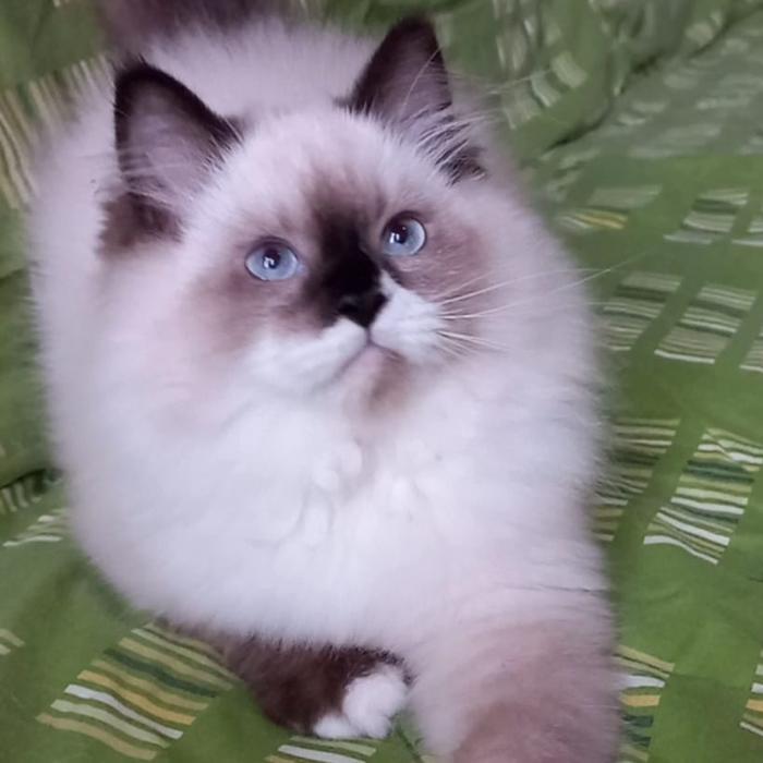kucing ragdoll jantan