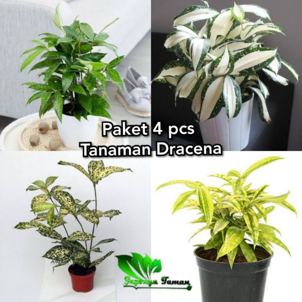 ( BISA COD ) paket 4 tanamanhias dracena - tanaman dracena, dracena florida,dracena milky,dracena hi