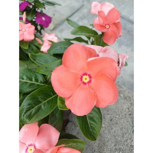 Bunga vinca hidup bunga tapak dara hidup - bunga hias vinca - bunga hidup tapak dara - vinca tapak d