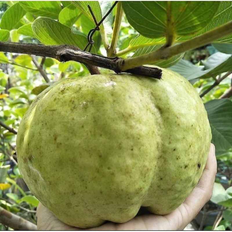 bibit buah jambu kristal siap berbuah Unggul Tabulampot