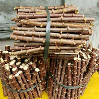 perbatang singkong kuning / batang singkong mentega