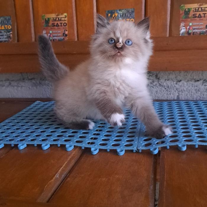 Kucing Kitten Ragdoll Midol Lucu Gemoy