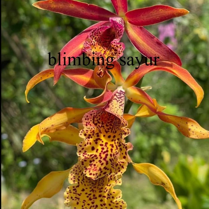 (PROMO AMBYAR) Anggrek Mcv Frances Fox - CATTLEYA Bumi Orchids Mericlone