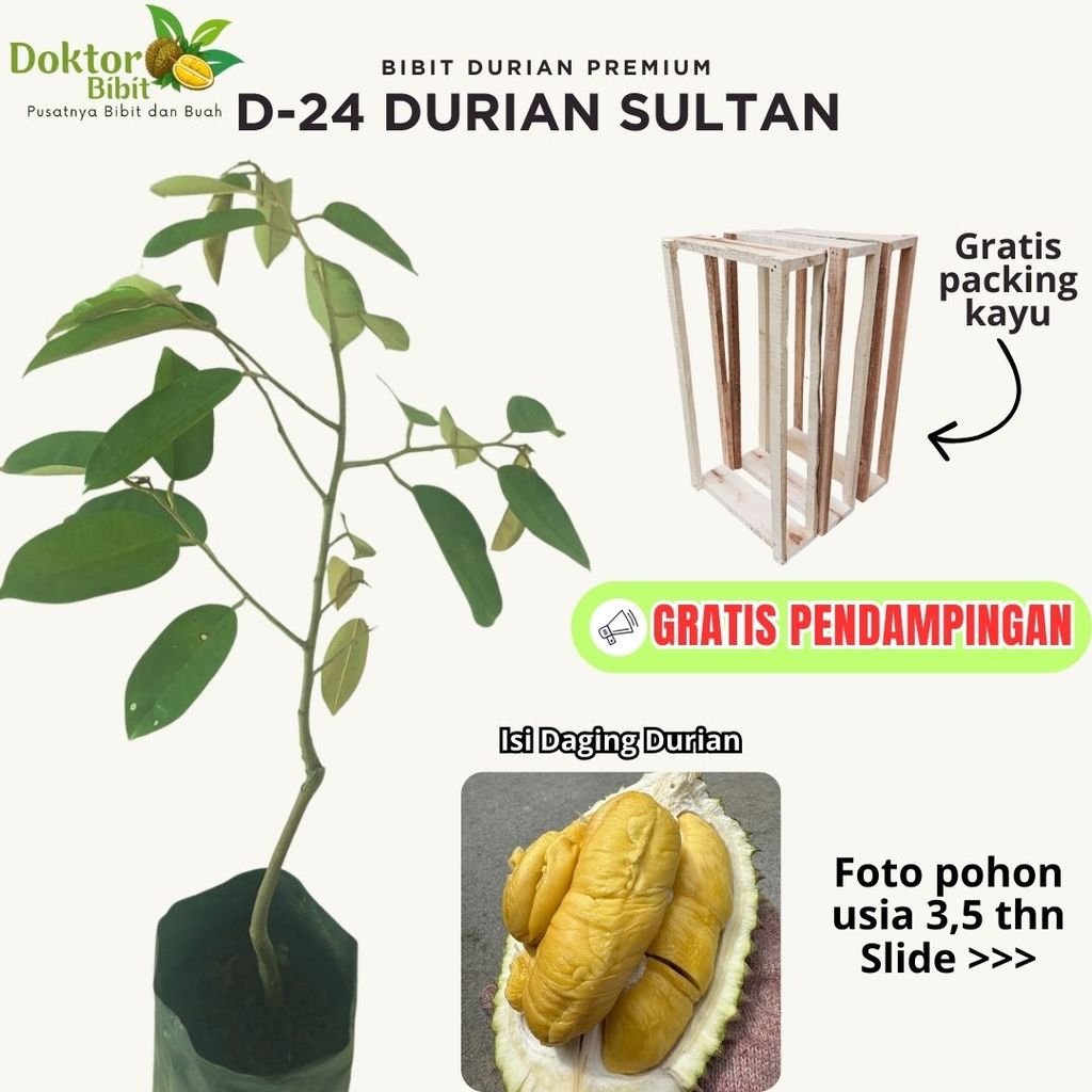 Bibit Durian D 24 Durian Sultan Asli Tanaman Buah Hasil Okulasi Super Unggul Tabulampot Garansi Hidu