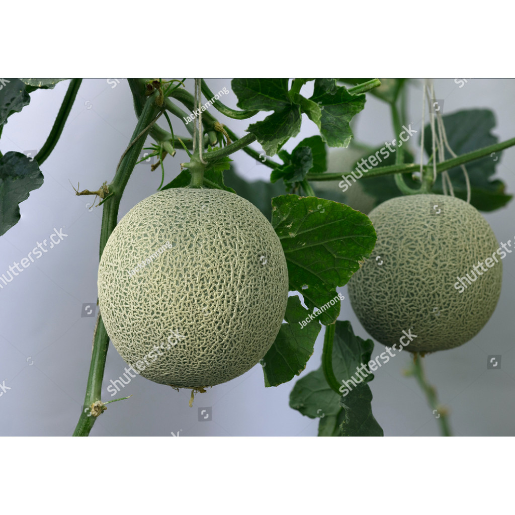 Biji Benih Bibit benih melon madu hijau