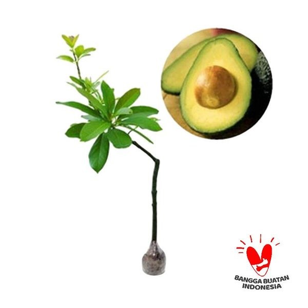 Bibit Tanaman Buah Alpukat Hass okulasi