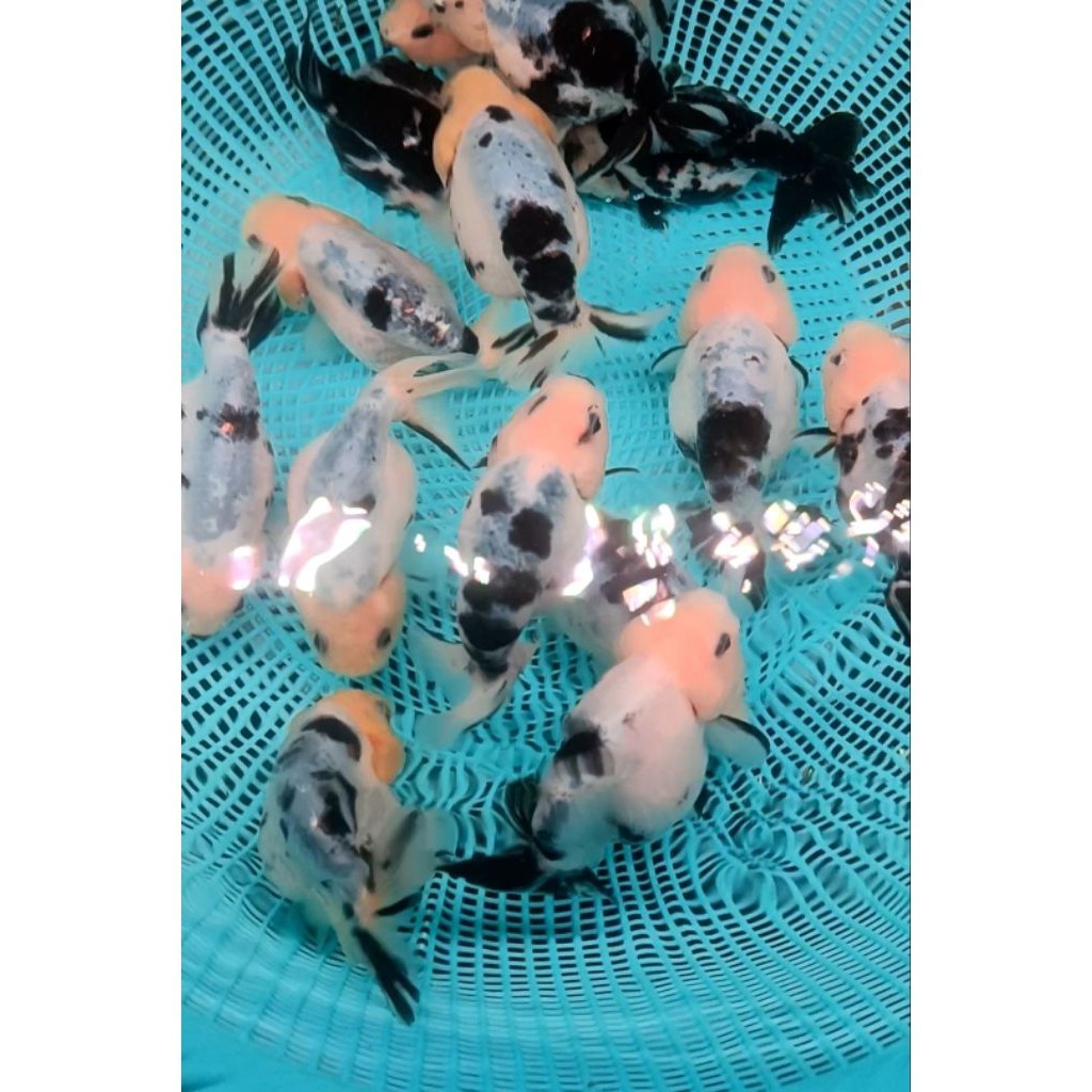 RANCHU SAPI SIZE 6-7 CM SUPER GRADE A IMPORT