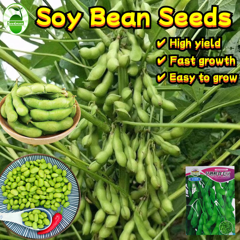 20 Seeds/pack High Yield Organic Soybeans Seeds  Biji Benih Sayur Kacang Bulu Itik Edamame Renek Dwa