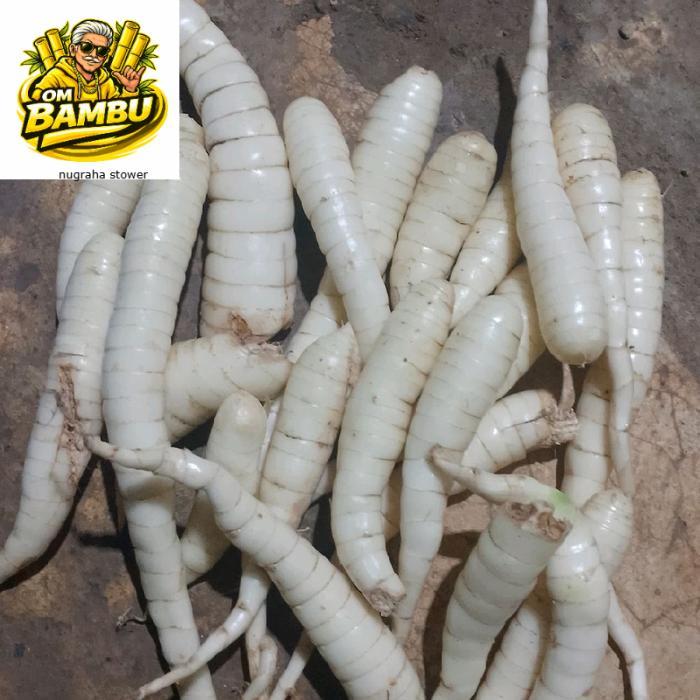 Umbi Garut Segar 1 Kg / Umbi Garut Obat Lambung / Umbi Garut Obat Lambung Ori / Umbi Garut Asam Lamb