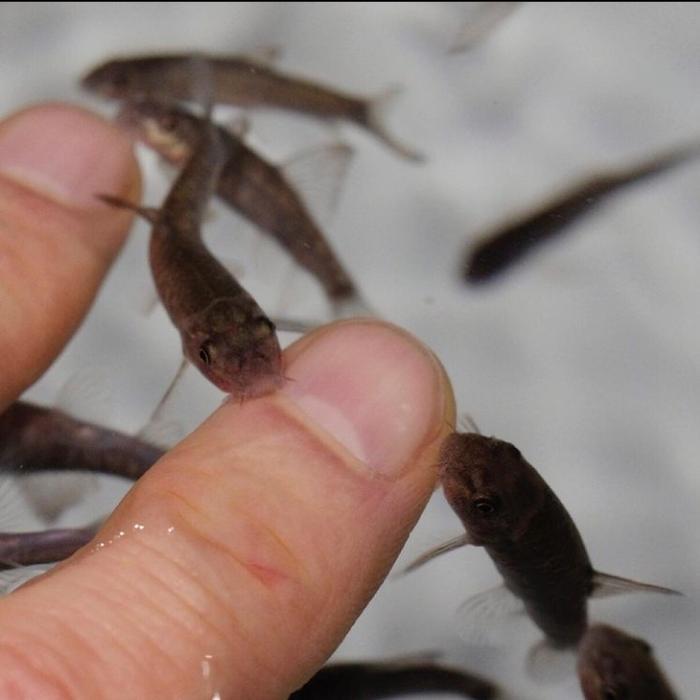 Ikan terapi garrarufa Paket ISI 50 ekor - ikan therapi gararufa