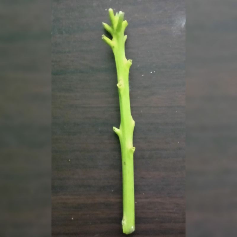 Entres Mangga Kiojay