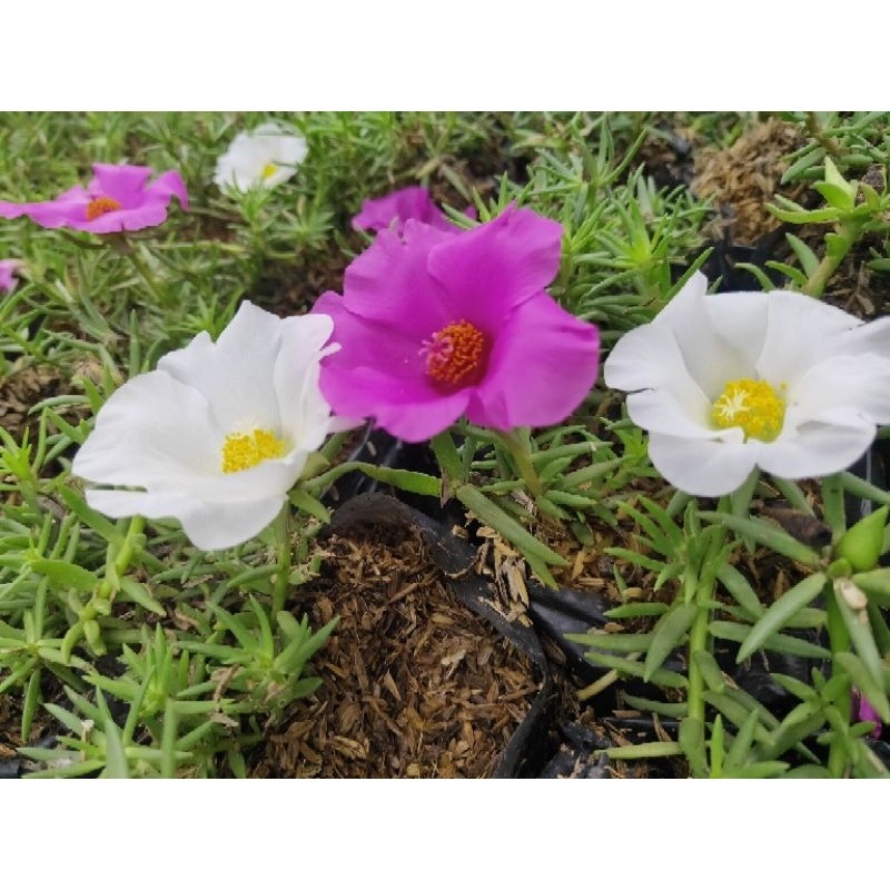 Promo COD tanaman hias bunga sutra Bombay - bunga krokot sutra - krokot bunga - tanaman krokot - bun