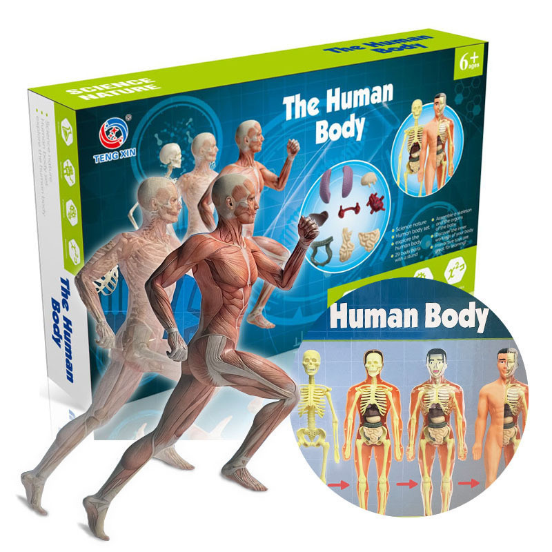 Children Science STEM Game Assembled Human Body Kids Educational Toy Skeleton Anatomy Organs Bones K