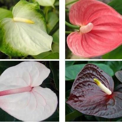 Paket 4 Tanaman Hias Anthurium Mickey Mouse putih hijau pink hitam