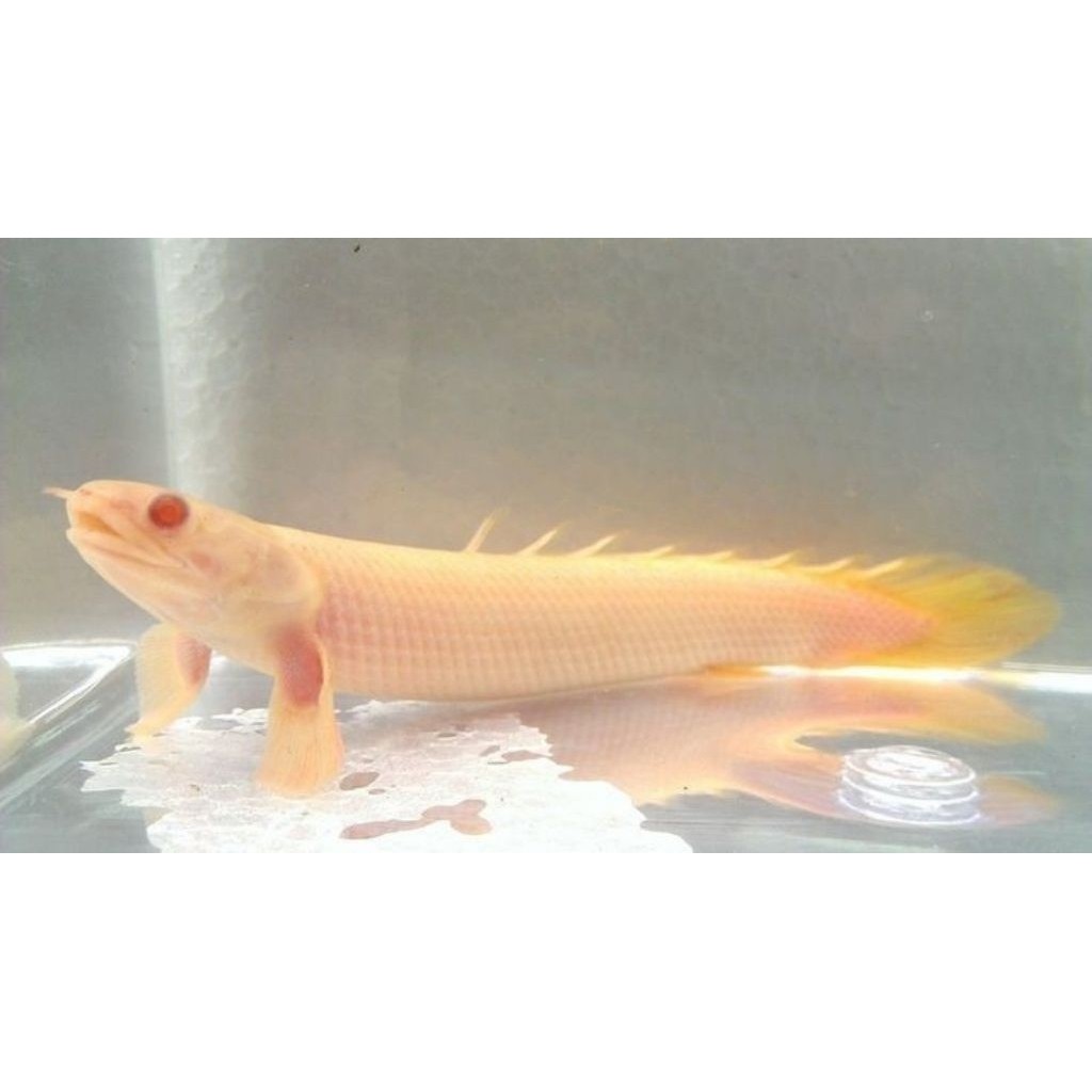 Hiasan-Senegalus Albino/Palmas Albino/Predator/Hiasan Aquarium bisa COD